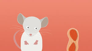 mice in peanut allergy study